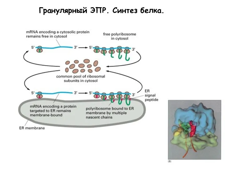 Гранулярный ЭПР. Синтез белка.