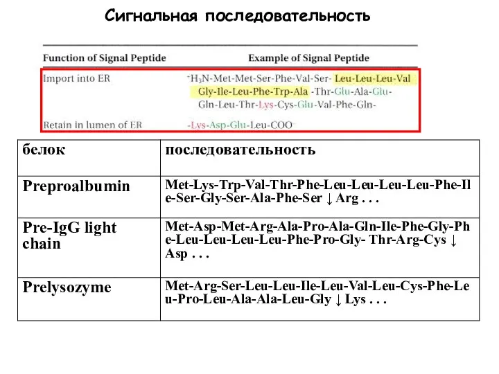 Сигнальная последовательность