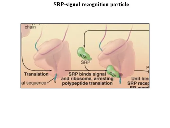 SRP-signal recognition particle