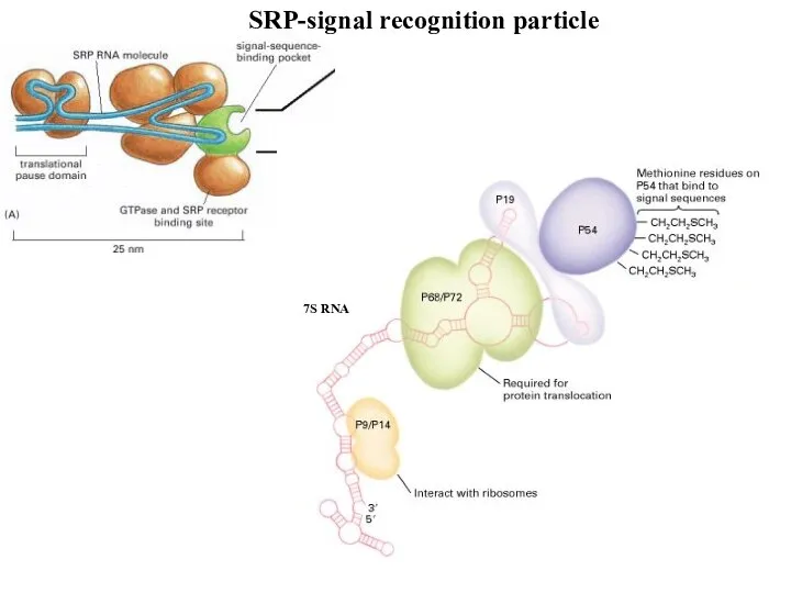 7S RNA SRP-signal recognition particle