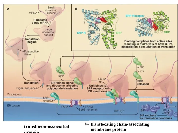 translocating chain-associating membrane protein translocon-associated protein