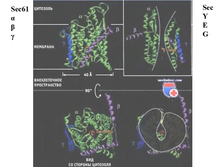 Sec61 α β γ Sec Y E G