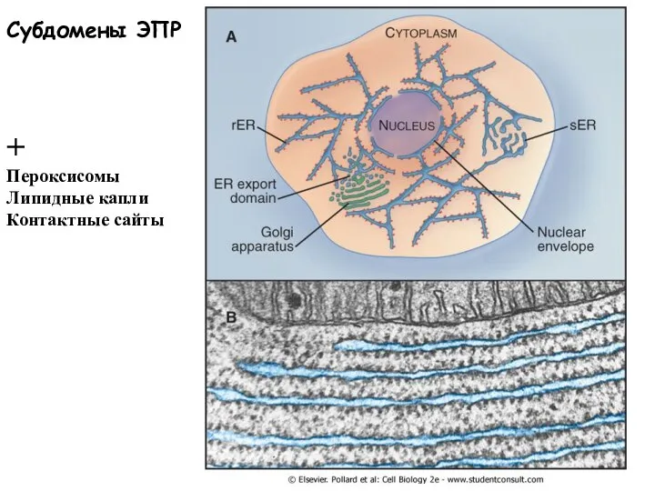 Субдомены ЭПР + Пероксисомы Липидные капли Контактные сайты
