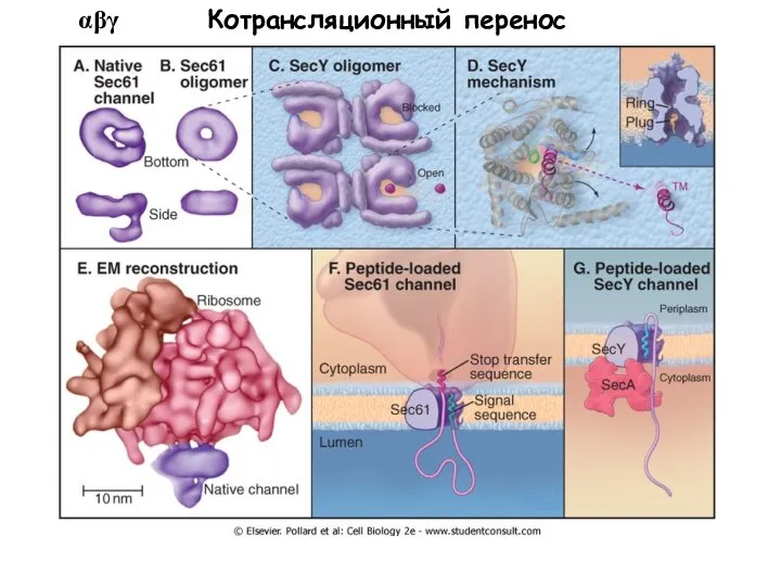 αβγ Котрансляционный перенос