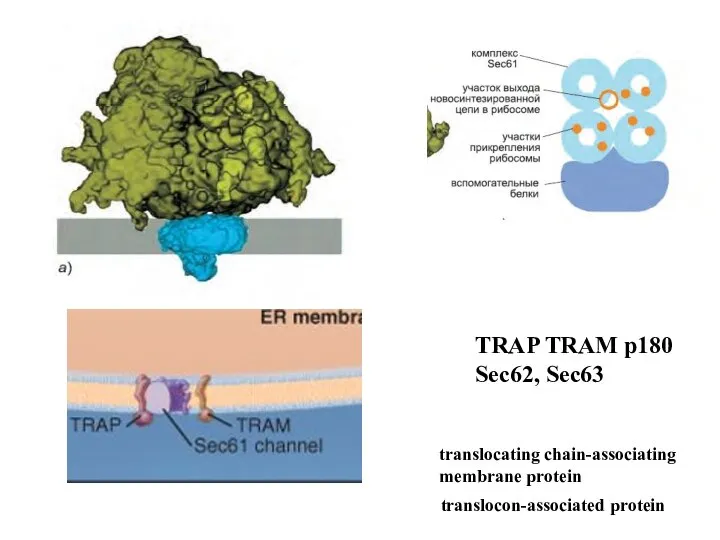 TRAP TRAM p180 Sec62, Sec63 translocating chain-associating membrane protein translocon-associated protein