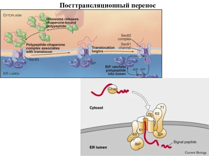 Посттрансляционный перенос