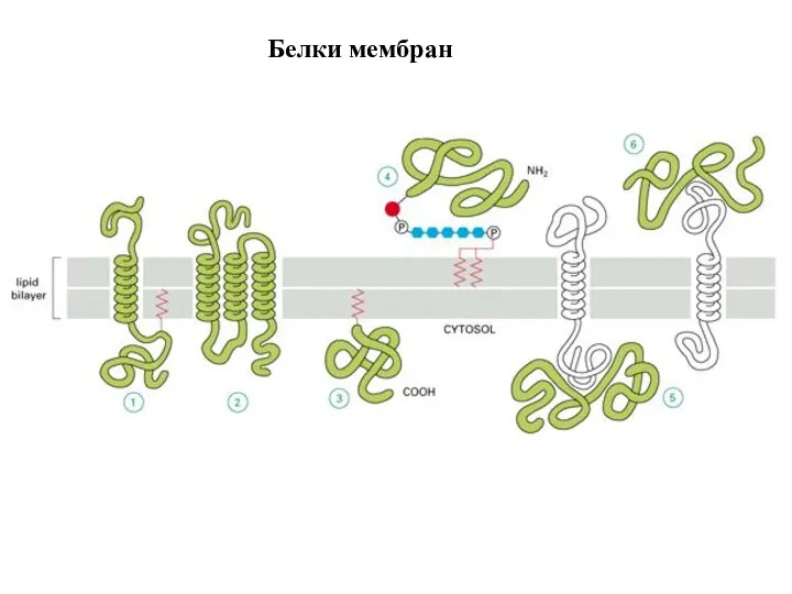 Белки мембран