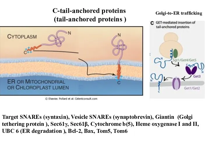 C-tail-anchored proteins (tail-anchored proteins ) Target SNAREs (syntaxin), Vesicle SNAREs (synaptobrevin),