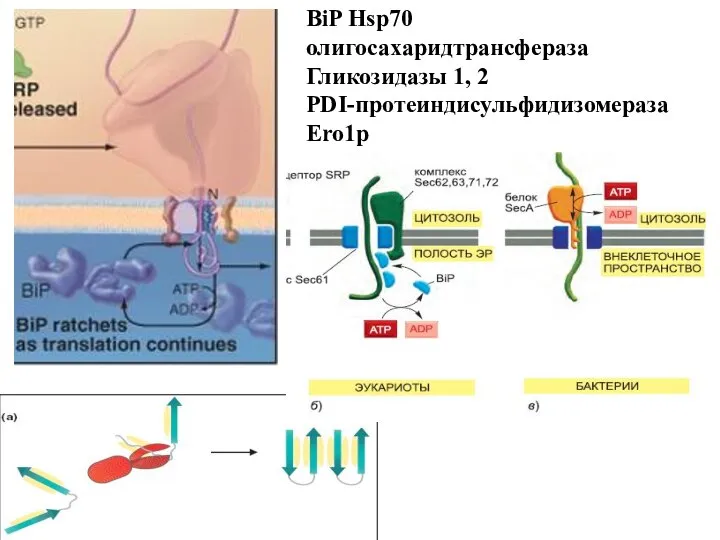 BiP Hsp70 олигосахаридтрансфераза Гликозидазы 1, 2 PDI-протеиндисульфидизомераза Ero1p