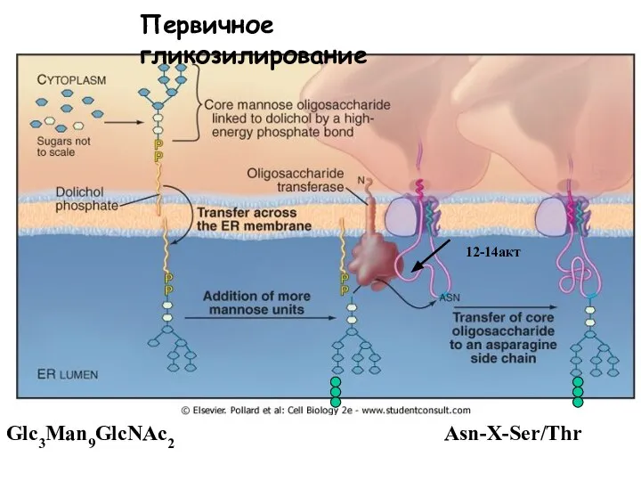 Glc3Man9GlcNAс2 Asn-X-Ser/Thr Первичное гликозилирование 12-14акт