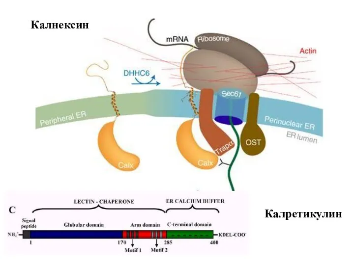 Калнексин Калретикулин
