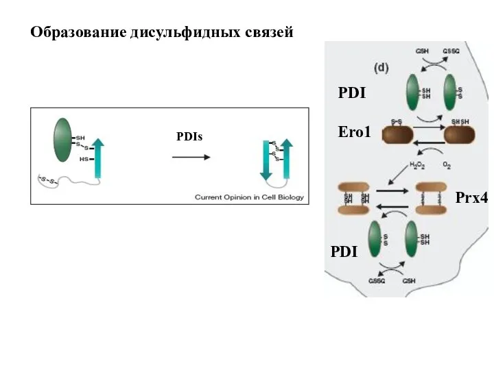 Образование дисульфидных связей