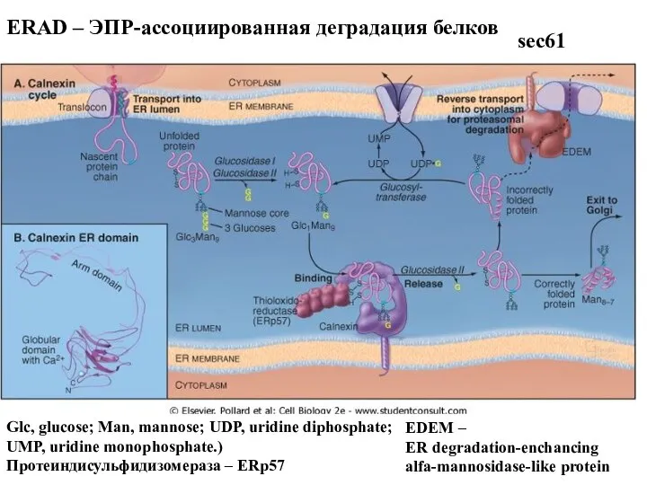 Glc, glucose; Man, mannose; UDP, uridine diphosphate; UMP, uridine monophosphate.) Протеиндисульфидизомераза