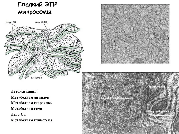 Гладкий ЭПР микросомы Детоксикация Метаболизм липидов Метаболизм стероидов Метаболизм гема Депо Са Метаболизм гликогена
