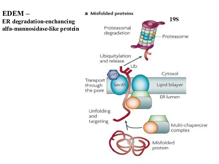 EDEM – ER degradation-enchancing alfa-mannosidase-like protein 19S