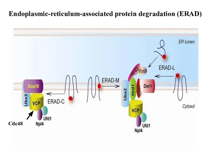 Cdc48 Endoplasmic-reticulum-associated protein degradation (ERAD)