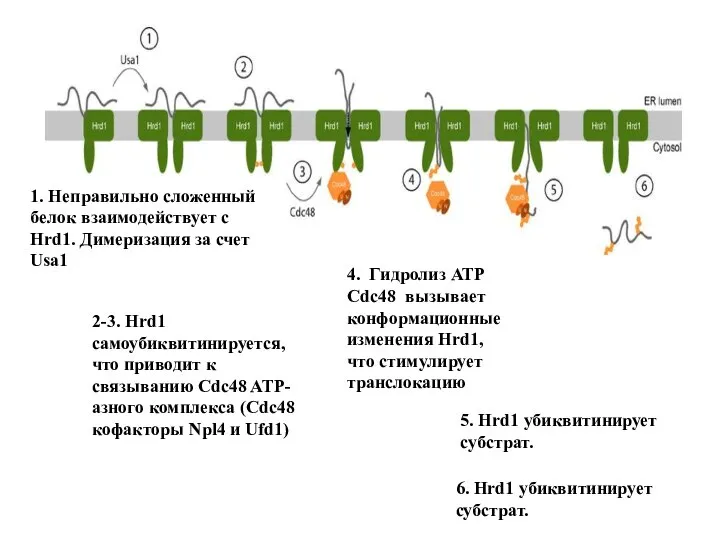 1. Неправильно сложенный белок взаимодействует с Hrd1. Димеризация за счет Usa1