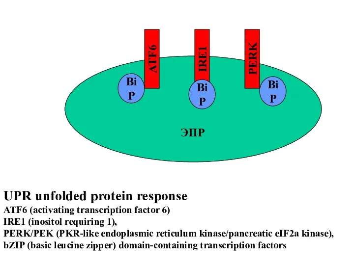 BiP ATF6 UPR unfolded protein response ATF6 (activating transcription factor 6)