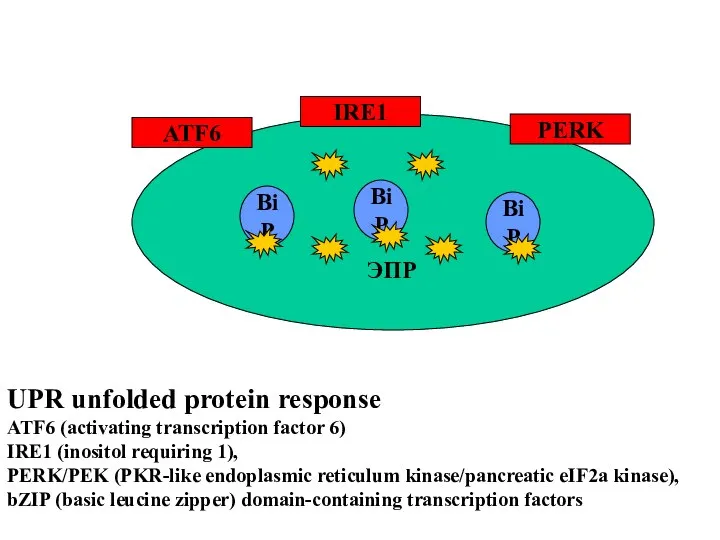 BiP ATF6 UPR unfolded protein response ATF6 (activating transcription factor 6)