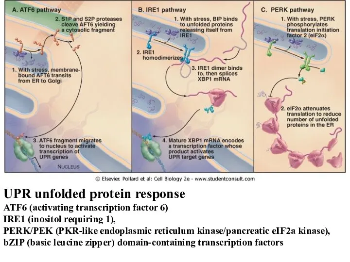 UPR unfolded protein response ATF6 (activating transcription factor 6) IRE1 (inositol