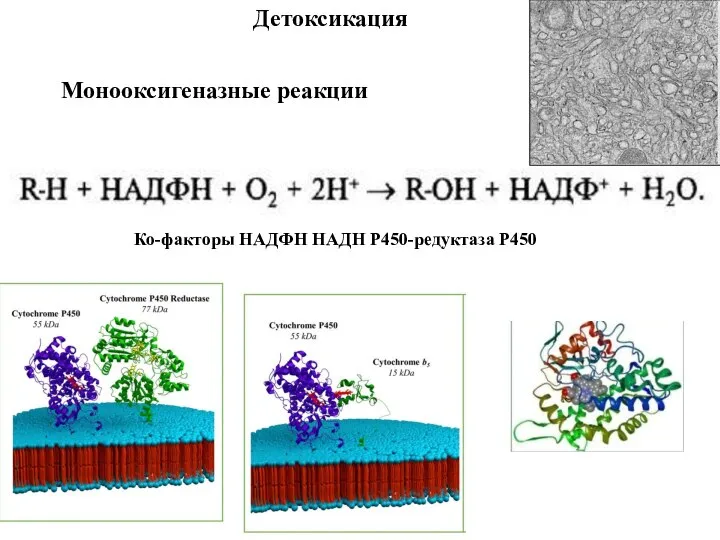 Детоксикация Монооксигеназные реакции Ко-факторы НАДФН НАДН Р450-редуктаза Р450