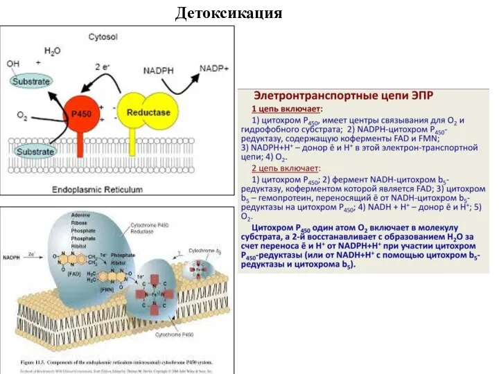 Детоксикация