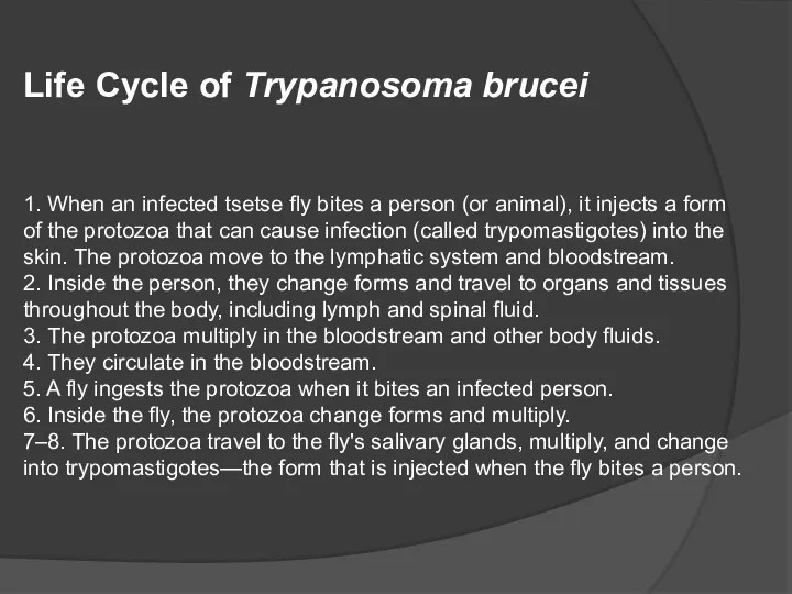 Life Cycle of Trypanosoma brucei 1. When an infected tsetse fly