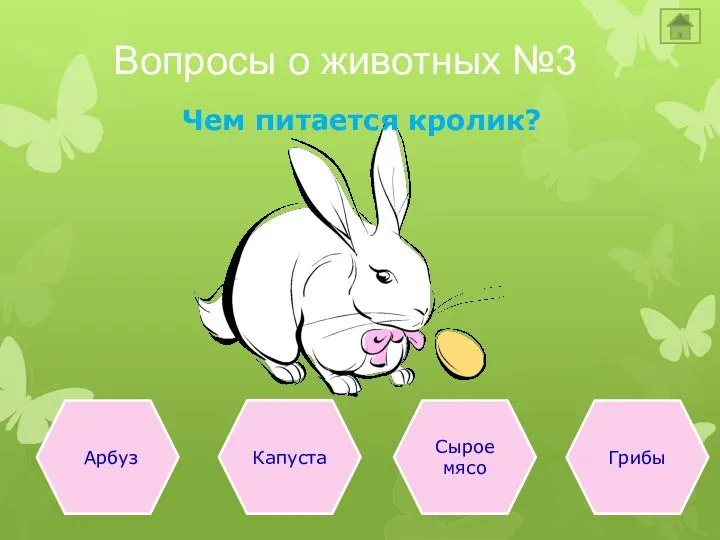 Вопросы о животных №3 Чем питается кролик? Арбуз Капуста Сырое мясо Грибы