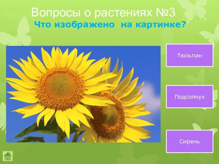 Вопросы о растениях №3 Что изображено на картинке? Тюльпан Подсолнух Сирень