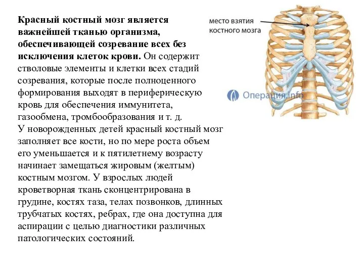 Красный костный мозг является важнейшей тканью организма, обеспечивающей созревание всех без