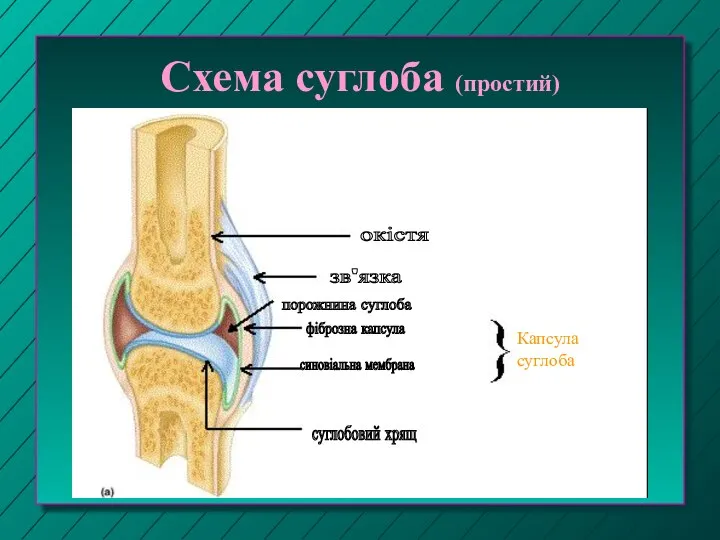 Схема суглоба (простий) окістя зв'язка порожнина суглоба фіброзна капсула синовіальна мембрана суглобовий хрящ Капсула суглоба