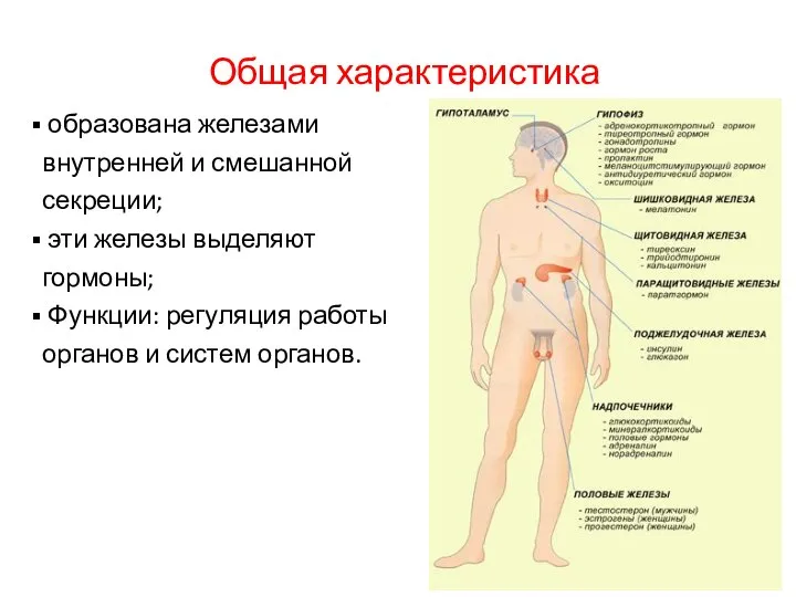 Общая характеристика образована железами внутренней и смешанной секреции; эти железы выделяют