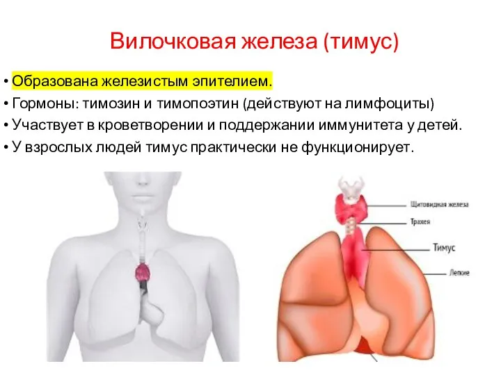 Вилочковая железа (тимус) Образована железистым эпителием. Гормоны: тимозин и тимопоэтин (действуют