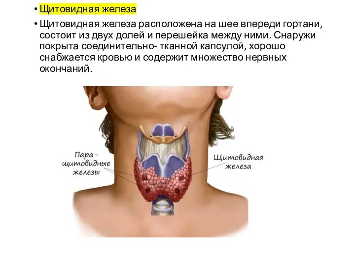 Щитовидная железа Щитовидная железа расположена на шее впереди гортани, состоит из