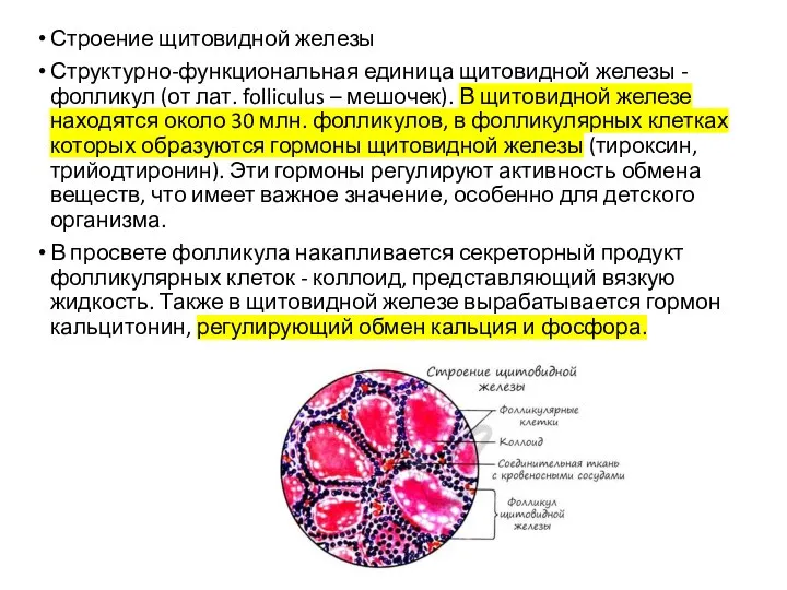 Строение щитовидной железы Структурно-функциональная единица щитовидной железы - фолликул (от лат.