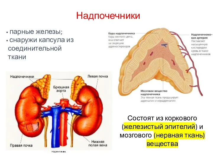 Надпочечники парные железы; снаружи капсула из соединительной ткани Состоят из коркового