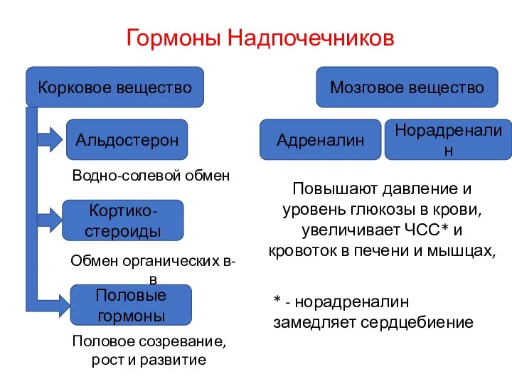 Гормоны Надпочечников * - норадреналин замедляет сердцебиение Повышают давление и уровень