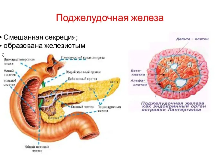 Поджелудочная железа Смешанная секреция; образована железистым эпителием