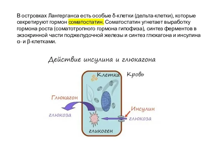 В островках Лангерганса есть особые δ-клетки (дельта-клетки), которые секретируют гормон соматостатин.