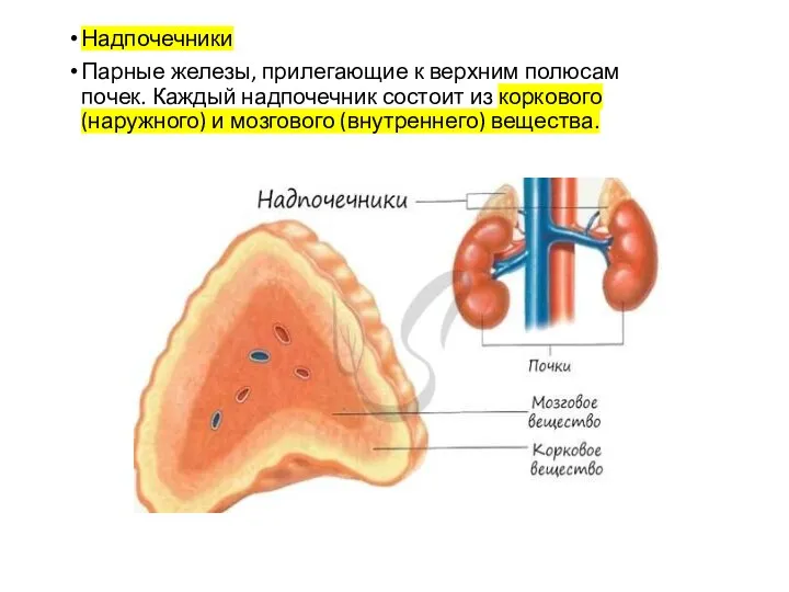 Надпочечники Парные железы, прилегающие к верхним полюсам почек. Каждый надпочечник состоит