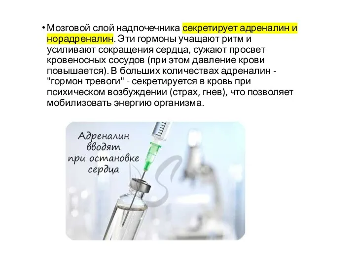 Мозговой слой надпочечника секретирует адреналин и норадреналин. Эти гормоны учащают ритм