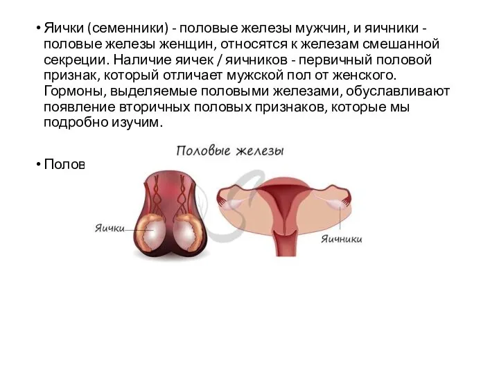 Яички (семенники) - половые железы мужчин, и яичники - половые железы