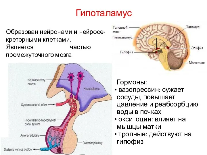 Гипоталамус Гормоны: вазопрессин: сужает сосуды, повышает давление и реабсорбцию воды в