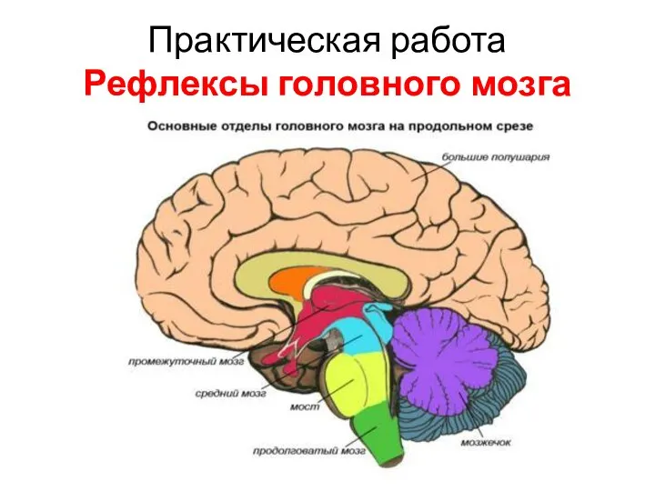 Практическая работа Рефлексы головного мозга