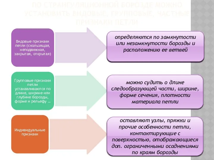 ПО СТРАНГУЛЯЦИОННОЙ БОРОЗДЕ МОЖНО УСТАНОВИТЬ ВИДОВЫЕ, ГРУППОВЫЕ, ЧАСТНЫЕ ПРИЗНАКИ ПЕТЛИ определяются