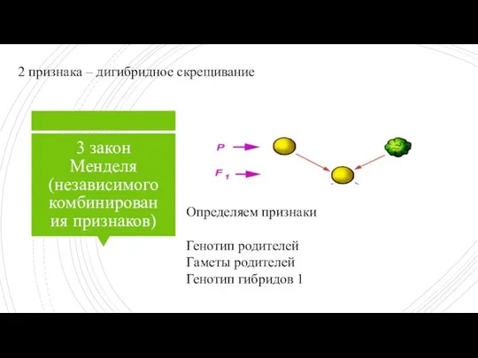 3 закон Менделя (независимого комбинирования признаков) 2 признака – дигибридное скрещивание