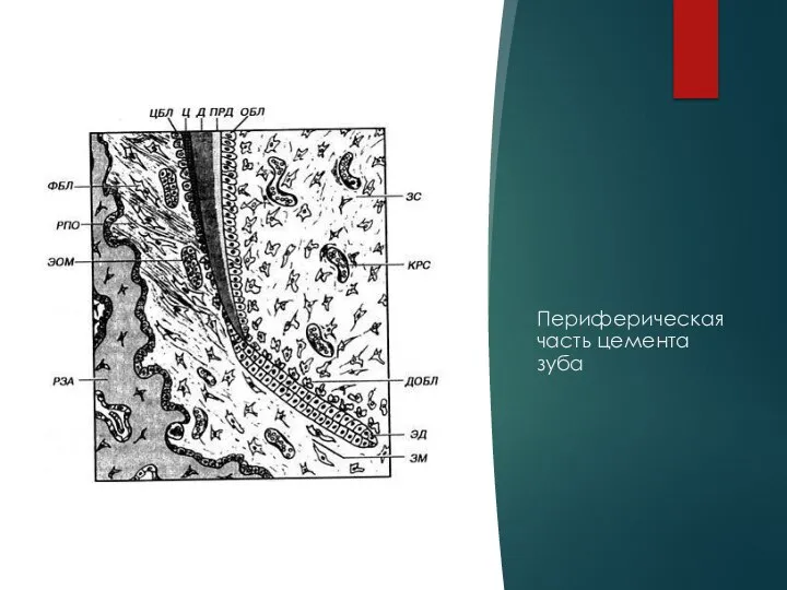 Периферическая часть цемента зуба