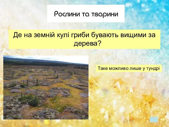 Де на земній кулі гриби бувають вищими за дерева? Таке можливо лише у тундрі