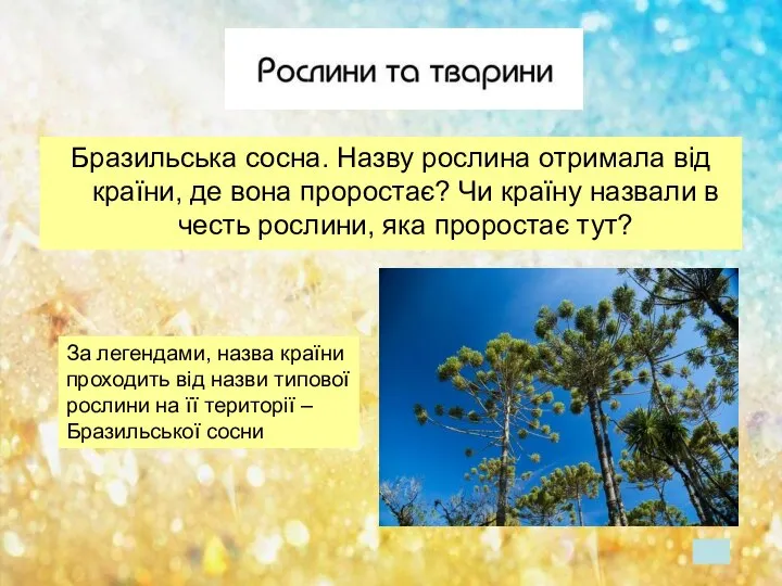 Бразильська сосна. Назву рослина отримала від країни, де вона проростає? Чи