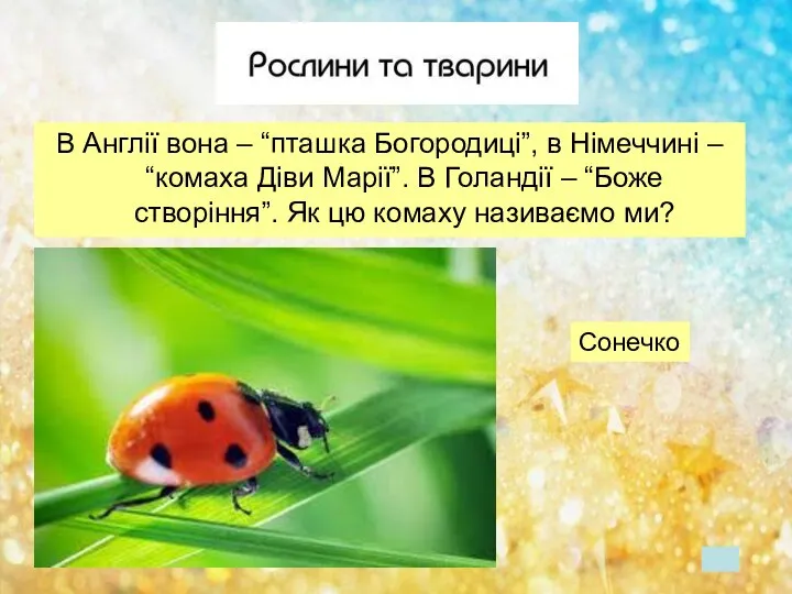 В Англії вона – “пташка Богородиці”, в Німеччині – “комаха Діви